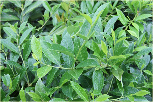 Laurowiśnia wschodnia, wawrzynośliwa Prunus laurocerasus, śliwa wawrzynolistna