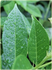 Laurowiśnia wschodnia, wawrzynośliwa Prunus laurocerasus, śliwa wawrzynolistna