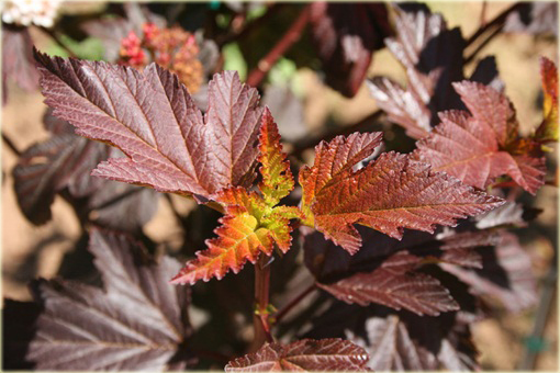 Pęcherznica kalinolistna Center Glow Physocarpus opulifolius