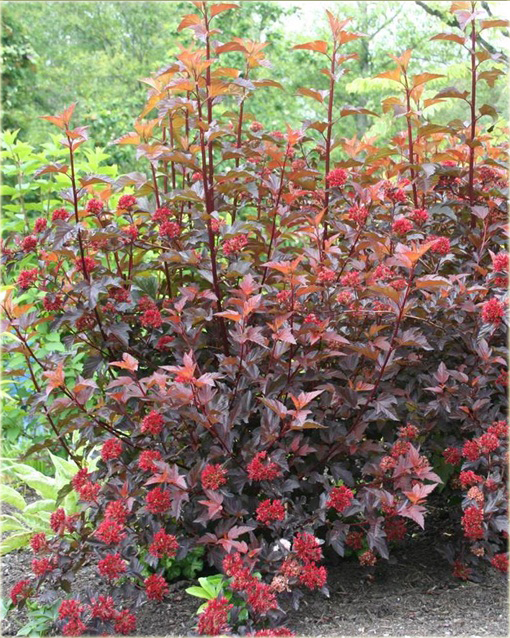 Pęcherznica kalinolistna Center Glow Physocarpus opulifolius