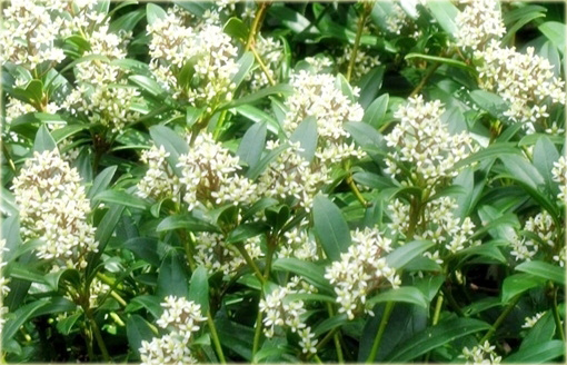 Skimia japońska Skimmia japonica