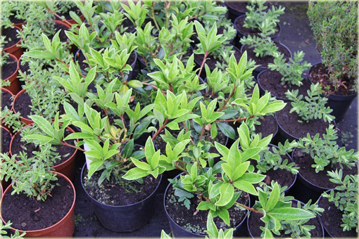 Skimia japońska Skimmia japonica