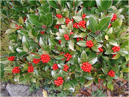 Skimia japońska Skimmia japonica