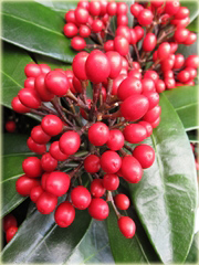 Skimia japońska Skimmia japonica