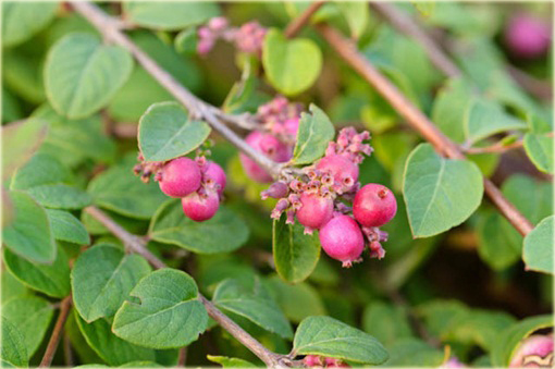 Śnieguliczka Chenaulta Hancock Symphoricarpos chenaultii Hancock
