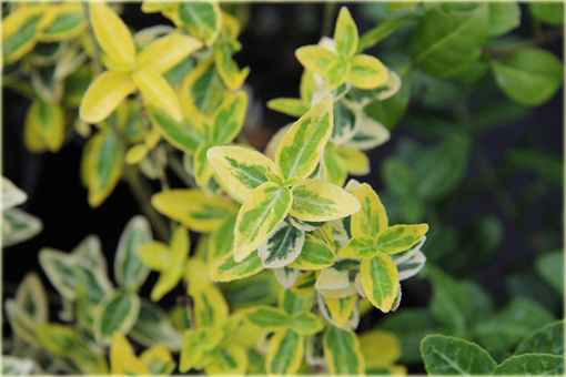 Trzmielina Fortunea Emerald Gold Euonymus fortunei