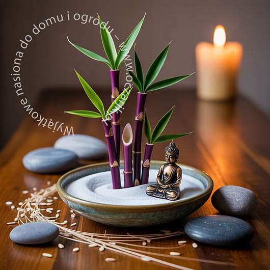 Bambus fioletowy Bamboo purple