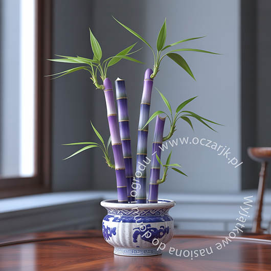 Bambus fioletowy Bamboo purple