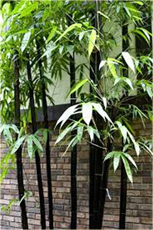 Bambus gigant czarny Lako