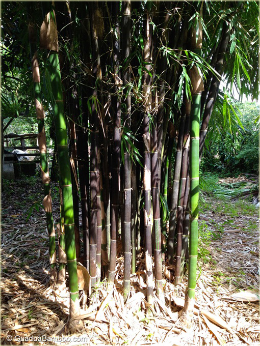 Bambus gigant czarny Lako