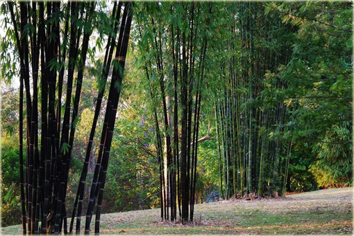 Bambus gigant czarny Lako