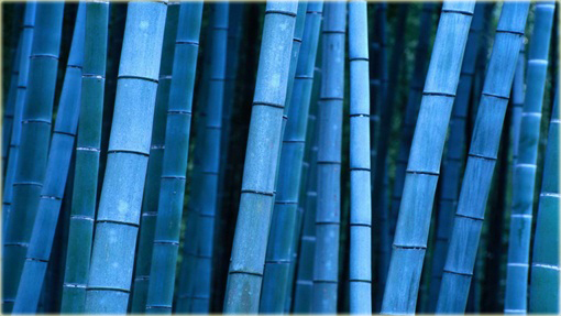 Bambus niebieski