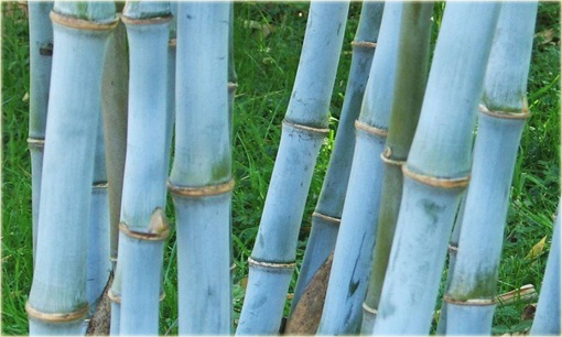 Bambus niebieski