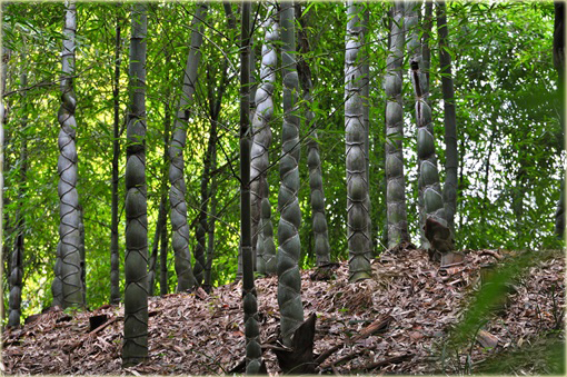 Bambus skrętny niezwykle rzadka odmiana