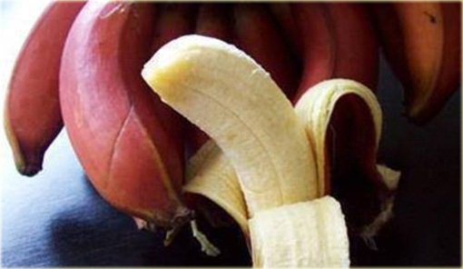 Banan czerwony jadalny Musa