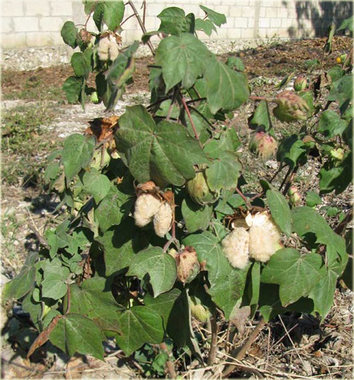 Bawełna, bawełnica - oryginał na plantację bawełny