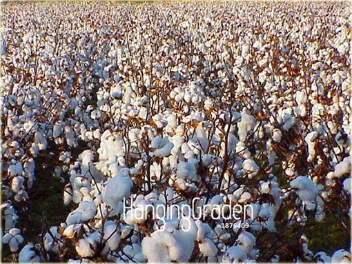 Bawełna, bawełnica - oryginał na plantację bawełny