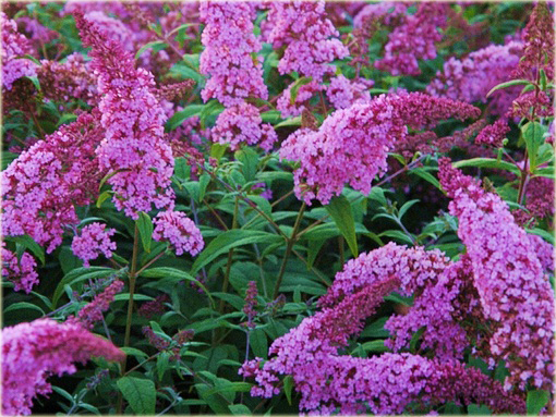 Budleja Davida różowa