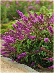 Budleja Davida różowa