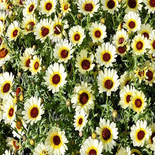 Chryzantema Eastern Star biało-żółta, Chrysanthemum segetum