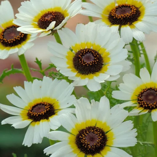 Chryzantema Eastern Star biało-żółta, Chrysanthemum segetum
