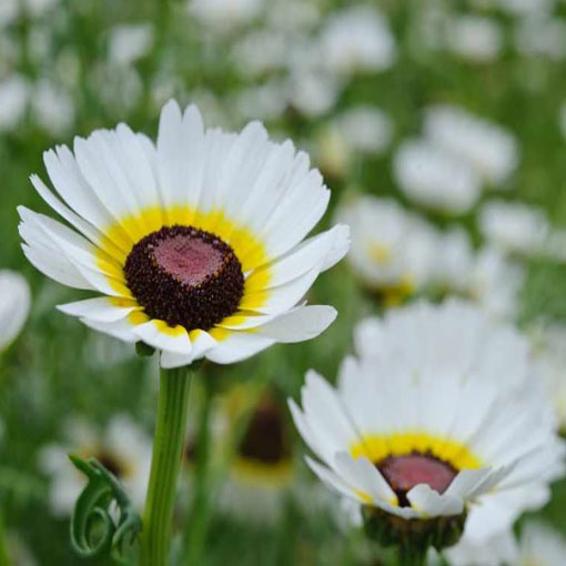 Chryzantema Eastern Star biało-żółta, Chrysanthemum segetum