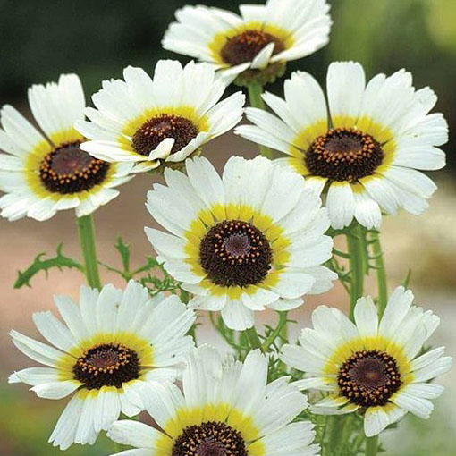 Chryzantema Eastern Star biało-żółta, Chrysanthemum segetum