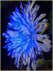 Chryzantema niebieska
