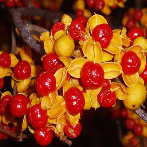 Dławisz okrągłolistny, Celastrus orbiculatus