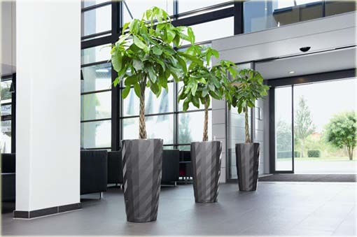 Drzewo butelkowe, Butelkowiec, Pachira