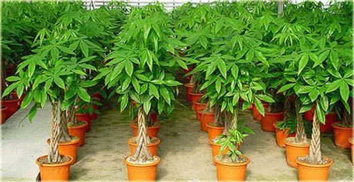 Drzewo butelkowe, Butelkowiec, Pachira