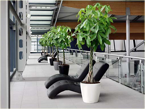 Drzewo butelkowe, Butelkowiec, Pachira