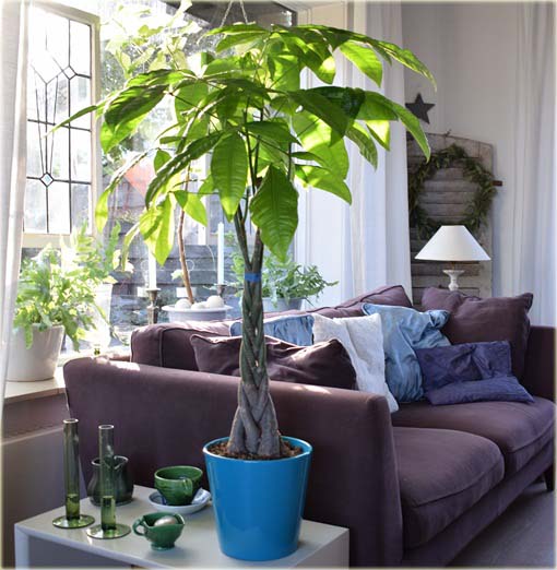 Drzewo butelkowe, Butelkowiec, Pachira