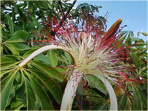 Drzewo butelkowe, Butelkowiec, Pachira