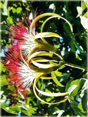 Drzewo butelkowe, Butelkowiec, Pachira 
