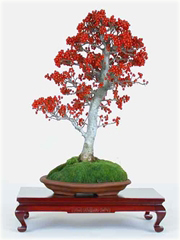 Drzewo koral bonsai