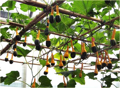 Dynia żarówka żółto-zielona ozdobna