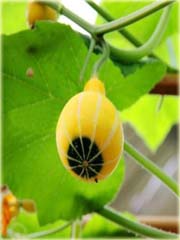 Dynia żarówka żółto-zielona ozdobna