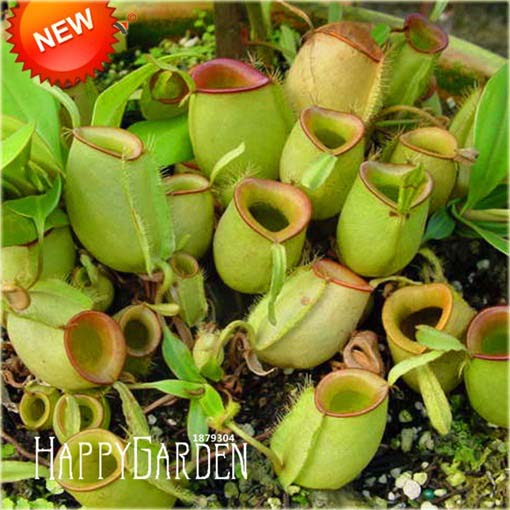 Dzbanecznik owadożerny