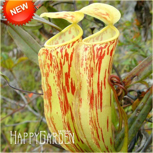 Dzbanecznik owadożerny