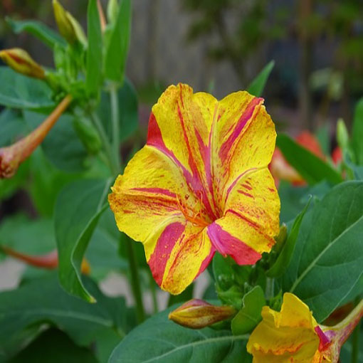 Dziwaczek jalapa paskowany, Mirabilis jalapa - mieszanka w paski