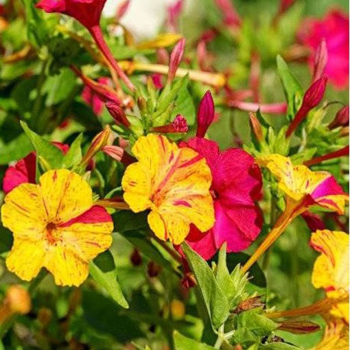 Dziwaczek jalapa paskowany, Mirabilis jalapa - mieszanka w paski