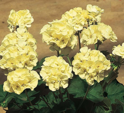 Nasiona Bodziszek pełny żółty Geranium yellow