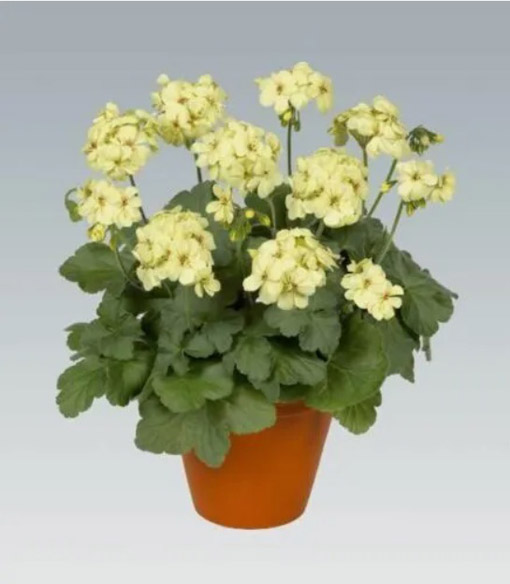 Nasiona Bodziszek pełny żółty Geranium yellow