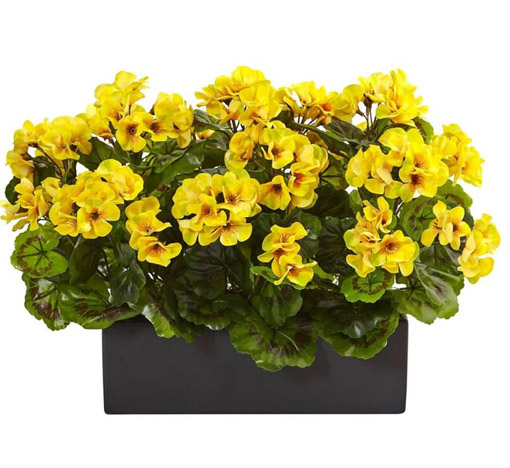 Nasiona Bodziszek pełny żółty Geranium yellow