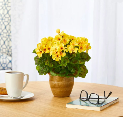 Nasiona Bodziszek pełny żółty Geranium yellow