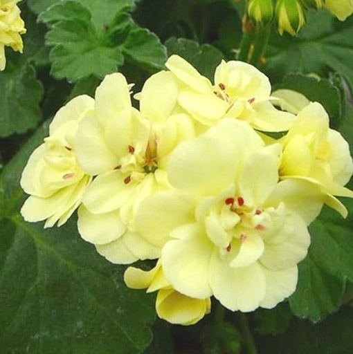 Nasiona Bodziszek pełny żółty Geranium yellow