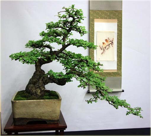 Głóg bonsai