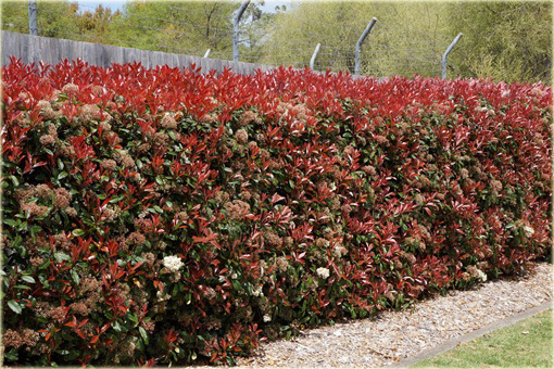 Głogownik Frasera Red Robin Photinia fraseri