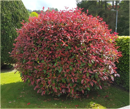 Głogownik Frasera Red Robin Photinia fraseri